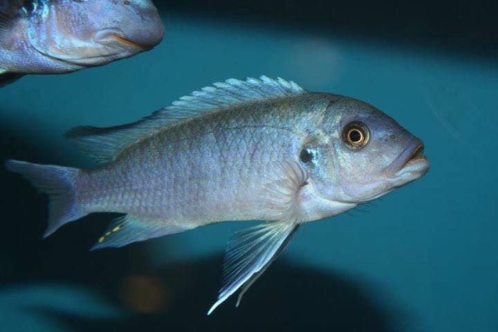 Maylandia callainos 'Chitande Island'